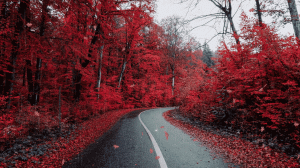 Расслабляющие звуки осеннего дождя для сна и медитации