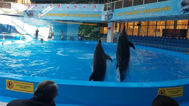 корачик дельфин смотреть онлайн