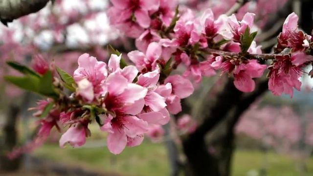 도심의 철쭉꽃 화려한변신#철쭉의계절#봄의여신철쭉#연분홍철쭉#흰철쭉#사랑의기븜#철쭉의꽃말#사랑의기쁨#관상용철쭉#철쭉영상# смотреть онлайн