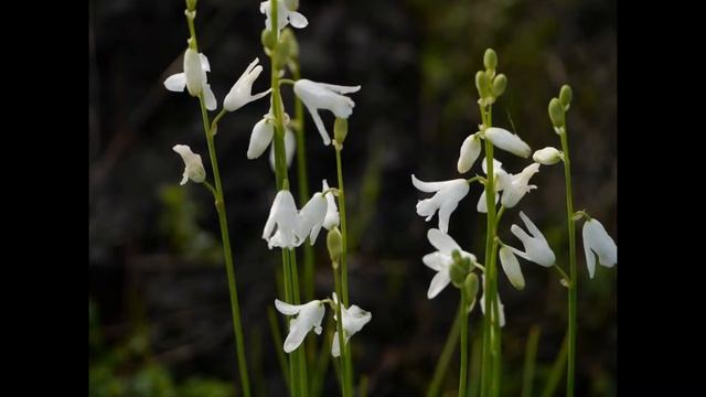 ДИПКАДИ DIPCADI (UROPETALUM) сем. Гиацинтовые смотреть онлайн