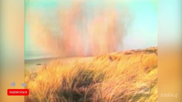 Огромные киты на берегу. Кит взорвался возле людей на улице в городе