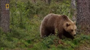 Медведица с медвежатами