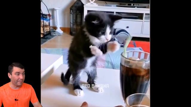 СМОТРИ ЖЕСТЬ в ТИКТОКЕ и ЛАЙКЕ ! НЕ ЗАСМЕЙСЯ и НЕ СКАЖИ ВАУ ЧЕЛЛЕНДЖ Funny Videos Валеришка смотреть онлайн