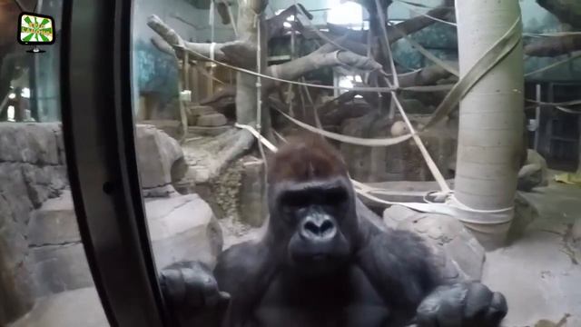 ТИГР УБИЛ ЧЕЛОВЕКА У ВСЕХ НА ВИДУ! УЖАС! НАПАДЕНИЯ ЖЕВОТНЫХ НА ЛЮДЕЙ! смотреть онлайн