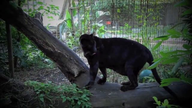 Гигантские змеи против больших котов!!!! смотреть онлайн