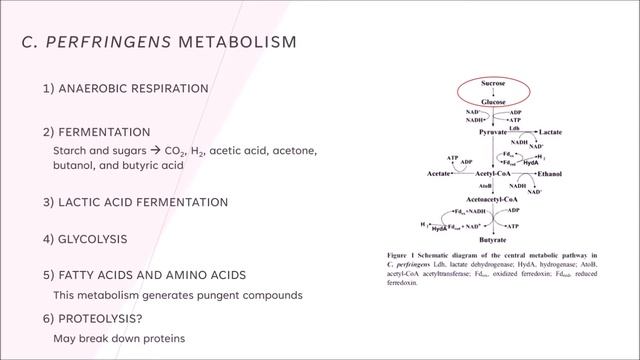 The Science Of Bread (Part 5) - Salt-Rising Bread Science