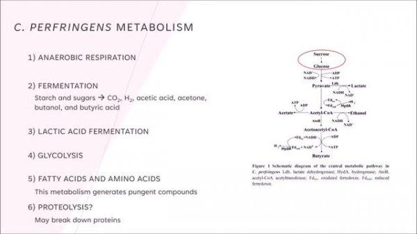 The Science of Bread (Part 5) - Salt-Rising Bread Science