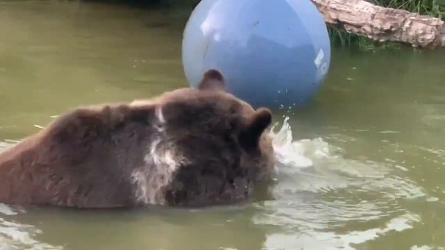 Leo, our magnificent Syrian brown bear. He is so much fun. смотреть онлайн