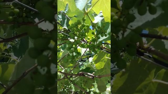 виноград.жаркое южное солнце кому холодно