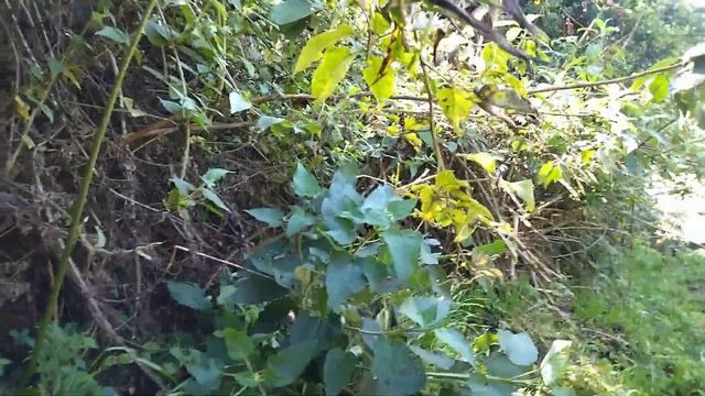 La bretonica un insecticida natural #vivelogicamente смотреть онлайн
