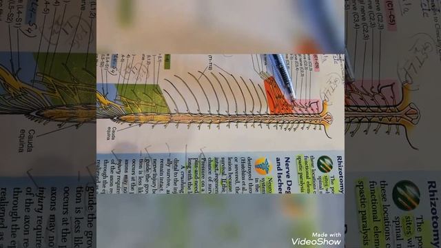 The Spinal nerve n Autonomic N. System!!(1/2),1st yr medical!(dated,1st March 2021) смотреть онлайн
