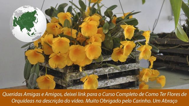 Orquidea Dendrobium Agregatum смотреть онлайн
