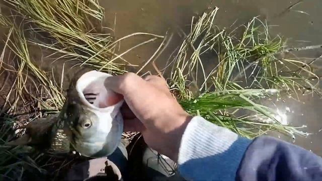 рыбалка 2020. Ловля жереха,судака.Это лучший день . Я таких жерехов еще не ловил. смотреть онлайн