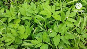 СНЫТЬ. Чем полезна. Для чего нужно есть СНЫТЬ.