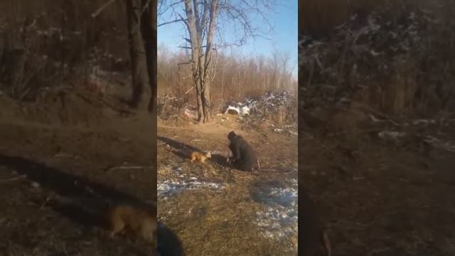 Пытаемся поймать диких щенков, чтоб забрать на передержку смотреть онлайн