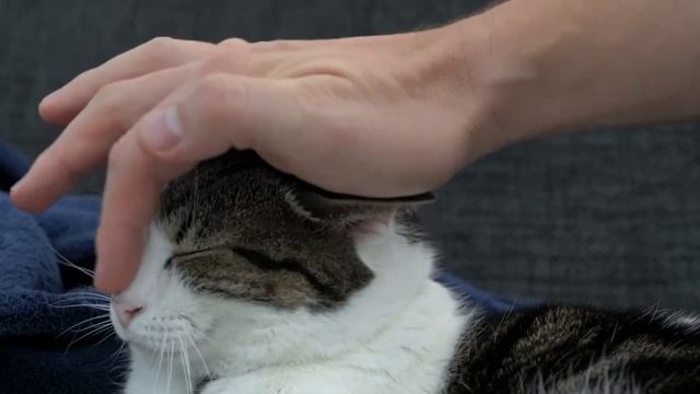 Как влияет валерьянка и кошачья мята на котов смотреть онлайн