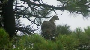 ВИА СЯБРЫ - "Глухариная заря"