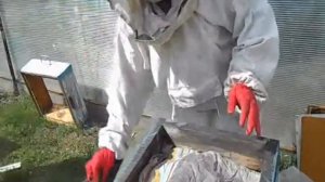 объединение слабых пчелиный семей через газету