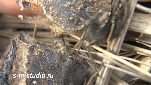 Scarce Tortoiseshell Многоцветница чёрно-рыжая butterflys in Russia смотреть онлайн