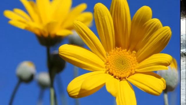 жёлтые ромашки - Елена Долгих смотреть онлайн