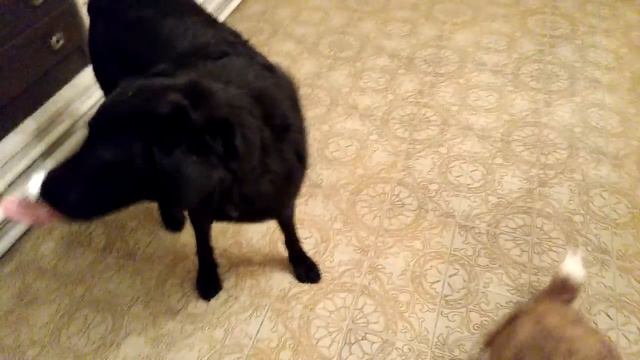 Развиваем язык смотреть онлайн