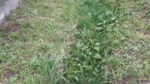 ? Замена карбюратора триммер STIHL FS 38 FS 55??/ЧАСТЬ 2?