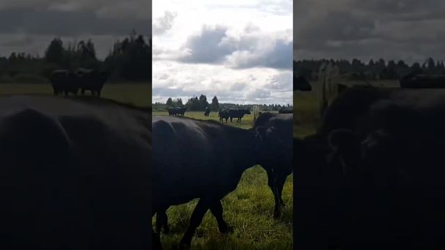 Бычки и телки Абердин Ангус в продаже. #фермер #angus #hereford #фермерство #cows #корова #крс смотреть онлайн