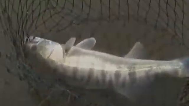 Вот так судак разгибает своими челюстями двойники!!!.mp4 смотреть онлайн