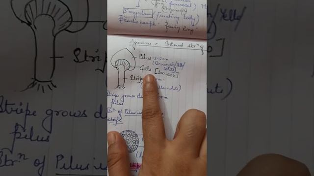 Agaricus /mushroom For Neet Aspirants ,Bsc Students,tgt Pgt Students