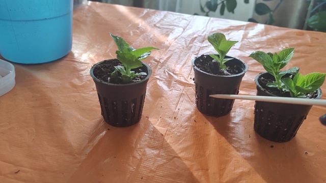 Супер результат укоренения гортензии в голландских стаканах ( 1) смотреть онлайн