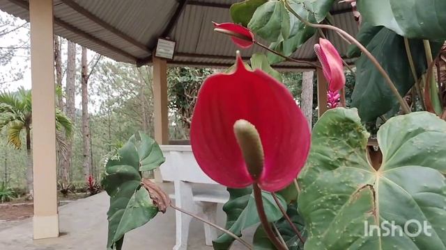 Вьетнам из Астаны.г.Далат.экскурсия на 1 день из г.Нячанг.2 часть.28.01-2023г