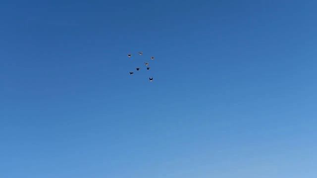 Николаевские голуби Воронежская область смотреть онлайн