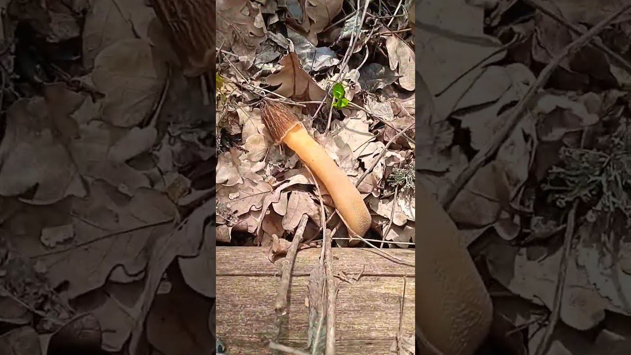 Грибы Сморчковая шапочка #грибы #сморчки #лес смотреть онлайн