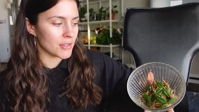 How To Make Your Hoya Houseplants MORE FULL! Hoya Plant Propagation! смотреть онлайн