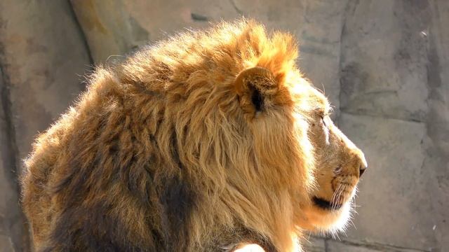London Zoo - LAND OF THE LIONS 4K смотреть онлайн