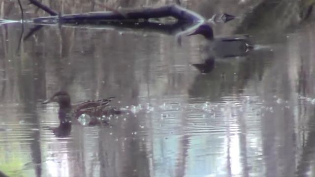 Видеозарисовки 12.05.2013