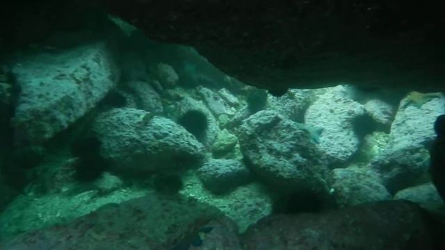 Окунёвая freedive с отцом смотреть онлайн
