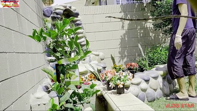 Buhay Amerika || Additional plants para sa aming Groto || Petunia flower смотреть онлайн