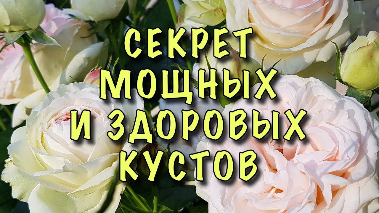 ХОТИТЕ МОЩНЫЕ и ЗДОРОВЫЕ РОЗЫ? Сделайте ТАК! Важная ПОДКОРМКА РОЗ в КОНЦЕ МАЯ