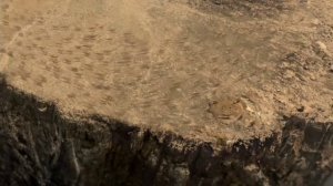 Смерть семьи Пятнистого. Тарбозавр 3D: 2011. Одноглазый.