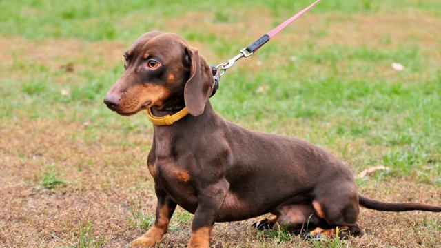 Подборка, такса смотреть онлайн