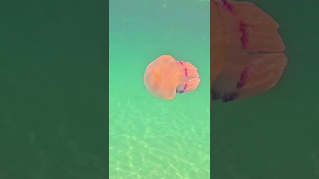 Медуза смотреть онлайн