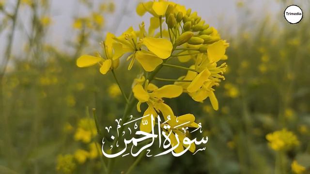 Surah Rahman Beautiful Recitation Ep 87 | AL rehman Ki Tilawat | سورۃ رحمن | Trimedia смотреть онлайн