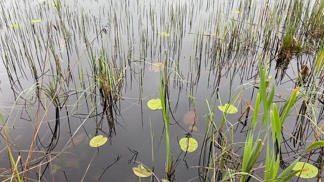 ЗВУКИ ПРИРОДЫ. РАССЛАБЛЯЮЩЕЕ ВИДЕО. смотреть онлайн