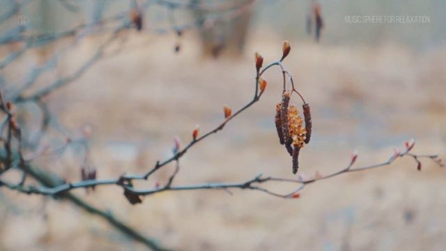 Calming Piano Music for Quick Relaxation and Stress Relief. Spring in Forest. смотреть онлайн