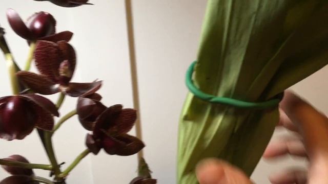 Catasetum Fdk After Dark ‘Sunset Valley Orchids’ - How to rebloom and care for смотреть онлайн