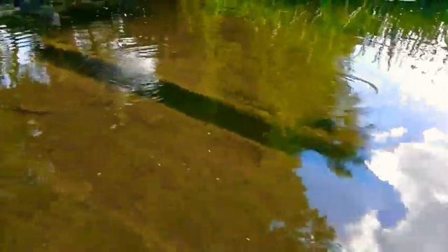 Вода в реке такая чистая, что можно хорошо рассмотреть разные виды рыб!Здорово,что природа очищаетс смотреть онлайн
