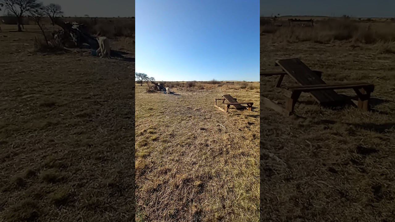 Белая львица играет в мяч. White lioness plays with ball смотреть онлайн