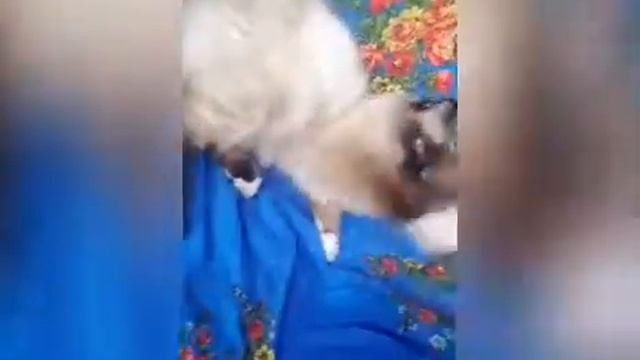 Священная бирма в тематической фотосессии "а-ля russian style" смотреть онлайн