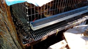 Как я летом содержу перепелов